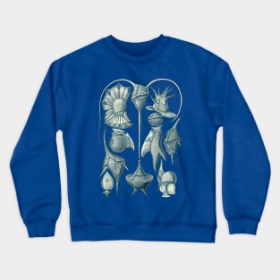 Ernst Haeckel Peridinea Plankton Crewneck Sweatshirt